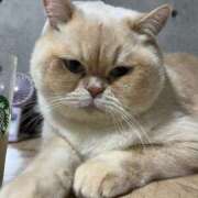 ヒメ日記 2026/04/04 18:17 投稿 こはく 西船人妻花壇