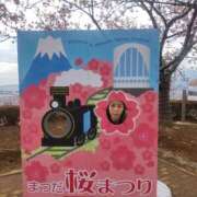 まひろ 河津桜 横浜人妻花壇本店