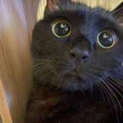 ヒメ日記 2024/12/18 17:56 投稿 きょうか 錦糸町 夜這右衛門娼店～夜這・即尺・痴漢・人妻～