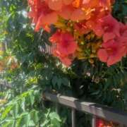 ヒメ日記 2025/07/31 09:16 投稿 みさき 美熟女倶楽部Hip's 春日部店