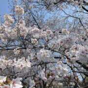 みさき 春ですね😆 美熟女倶楽部Hip's 春日部店