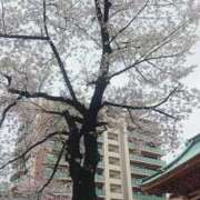 ヒメ日記 2026/04/05 15:36 投稿 ゆり 大宮おかあさん