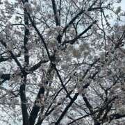 ヒメ日記 2025/04/03 19:43 投稿 さきな 萌えカワ