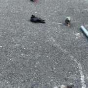 ヒメ日記 2025/09/13 11:02 投稿 さきな 萌えカワ