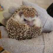 ゆづる お騒がせしました！ ダイスキ