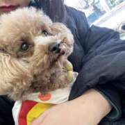 ヒメ日記 2026/01/24 16:43 投稿 つばき ドMバスターズ岡崎・安城・豊田店