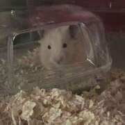 ヒメ日記 2024/12/14 08:24 投稿 いまる ウルトラグレイス24