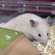 ヒメ日記 2024/12/15 08:21 投稿 いまる ウルトラグレイス24