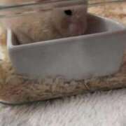 ヒメ日記 2024/12/18 11:01 投稿 いまる ウルトラグレイス24