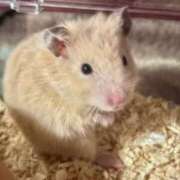 ヒメ日記 2024/12/19 15:20 投稿 いまる ウルトラグレイス24