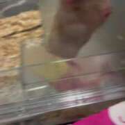 ヒメ日記 2024/12/22 11:17 投稿 いまる ウルトラグレイス24