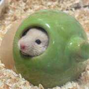 ヒメ日記 2024/12/23 08:20 投稿 いまる ウルトラグレイス24