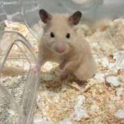 ヒメ日記 2025/01/16 17:10 投稿 いまる ウルトラグレイス24