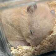 ヒメ日記 2025/02/16 10:20 投稿 いまる ウルトラグレイス24