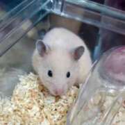 ヒメ日記 2025/02/27 09:34 投稿 いまる ウルトラグレイス24