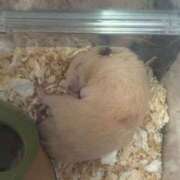 ヒメ日記 2025/03/02 09:20 投稿 いまる ウルトラグレイス24