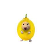 ヒメ日記 2025/03/06 20:00 投稿 いまる ウルトラグレイス24