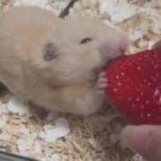 ヒメ日記 2025/03/11 16:50 投稿 いまる ウルトラグレイス24