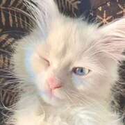 ヒメ日記 2026/01/03 13:50 投稿 いまる ウルトラグレイス24