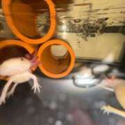 ヒメ日記 2025/02/11 14:58 投稿 みはね 立川女学園