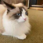 みはね 本日2/23(日)17時までいます！ 立川女学園