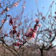 ヒメ日記 2025/05/01 16:35 投稿 さくら【性感】 性感エステBianca豊中店