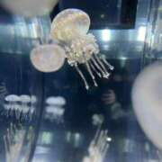 ヒメ日記 2025/05/06 11:40 投稿 さくら【性感】 性感エステBianca豊中店