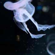 ヒメ日記 2025/05/12 15:53 投稿 さくら【性感】 性感エステBianca豊中店