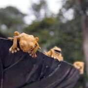 ヒメ日記 2025/06/10 06:00 投稿 さくら【性感】 性感エステBianca豊中店