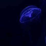 ヒメ日記 2025/06/12 06:00 投稿 さくら【性感】 性感エステBianca豊中店