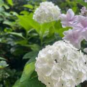 ヒメ日記 2025/06/15 17:50 投稿 さくら【性感】 性感エステBianca豊中店