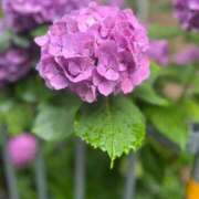 ヒメ日記 2025/06/17 20:27 投稿 さくら【性感】 性感エステBianca豊中店