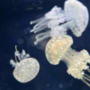 ヒメ日記 2025/06/21 10:30 投稿 さくら【性感】 性感エステBianca豊中店