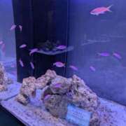 ヒメ日記 2026/02/27 18:27 投稿 さくら【性感】 性感エステBianca豊中店