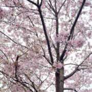 ヒメ日記 2026/03/30 20:58 投稿 さくら【性感】 性感エステBianca豊中店