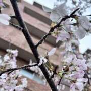 ヒメ日記 2026/04/01 10:00 投稿 さくら【性感】 性感エステBianca豊中店