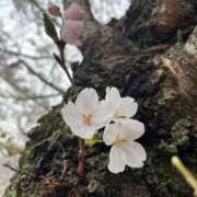 ヒメ日記 2026/04/03 21:00 投稿 さくら【性感】 性感エステBianca豊中店