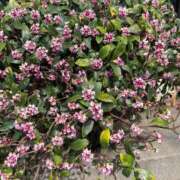 ヒメ日記 2025/04/03 12:19 投稿 内田　りこ NADIA京都店