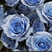 ヒメ日記 2025/05/04 12:45 投稿 ゆりね 神戸人妻援護会