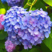 ヒメ日記 2025/06/14 13:35 投稿 ゆりね 大阪人妻援護会