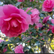 ヒメ日記 2025/01/19 12:57 投稿 ゆりね 和歌山人妻援護会