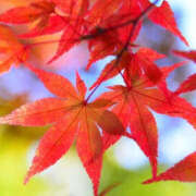 ヒメ日記 2025/11/30 12:06 投稿 ゆりね 阪神人妻花壇