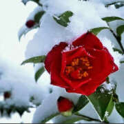 ヒメ日記 2025/03/04 18:17 投稿 ゆりね 大阪堺人妻援護会