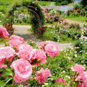 ヒメ日記 2025/05/19 11:40 投稿 ゆりね 大阪堺人妻援護会