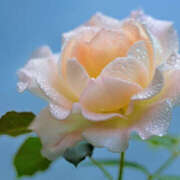 ヒメ日記 2025/06/30 08:22 投稿 ゆりね 大阪堺人妻援護会