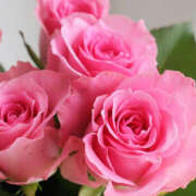 ヒメ日記 2025/04/26 11:36 投稿 ゆりね 大阪ミナミ人妻援護会