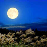 ゆりね ゆりねです 尼崎人妻援護会