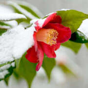 ヒメ日記 2025/01/29 13:54 投稿 ゆりね 東大阪人妻援護会