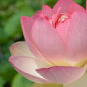 ヒメ日記 2025/06/22 09:50 投稿 ゆりね 東大阪人妻援護会