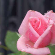 ヒメ日記 2025/05/24 12:44 投稿 ゆりね 神戸人妻花壇